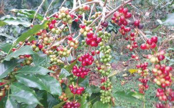 coffee seedlings