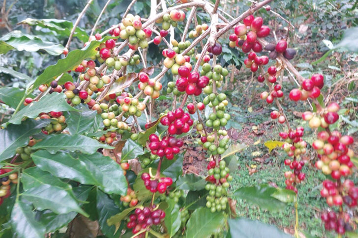 coffee seedlings coffee seedlings