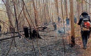 forest fire