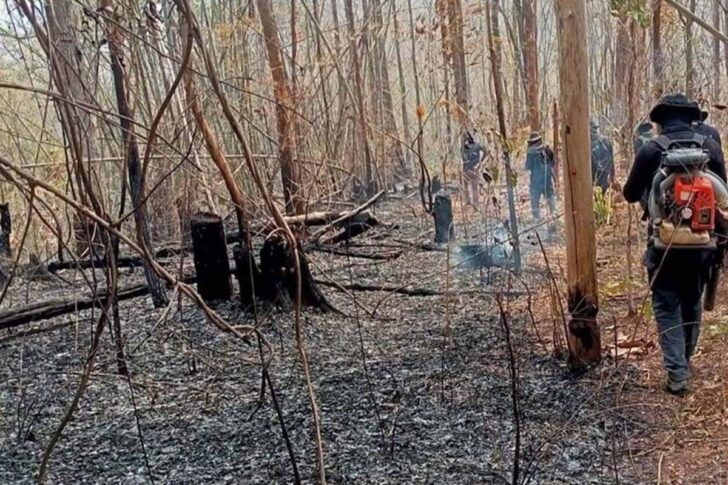 forest fire forest fire