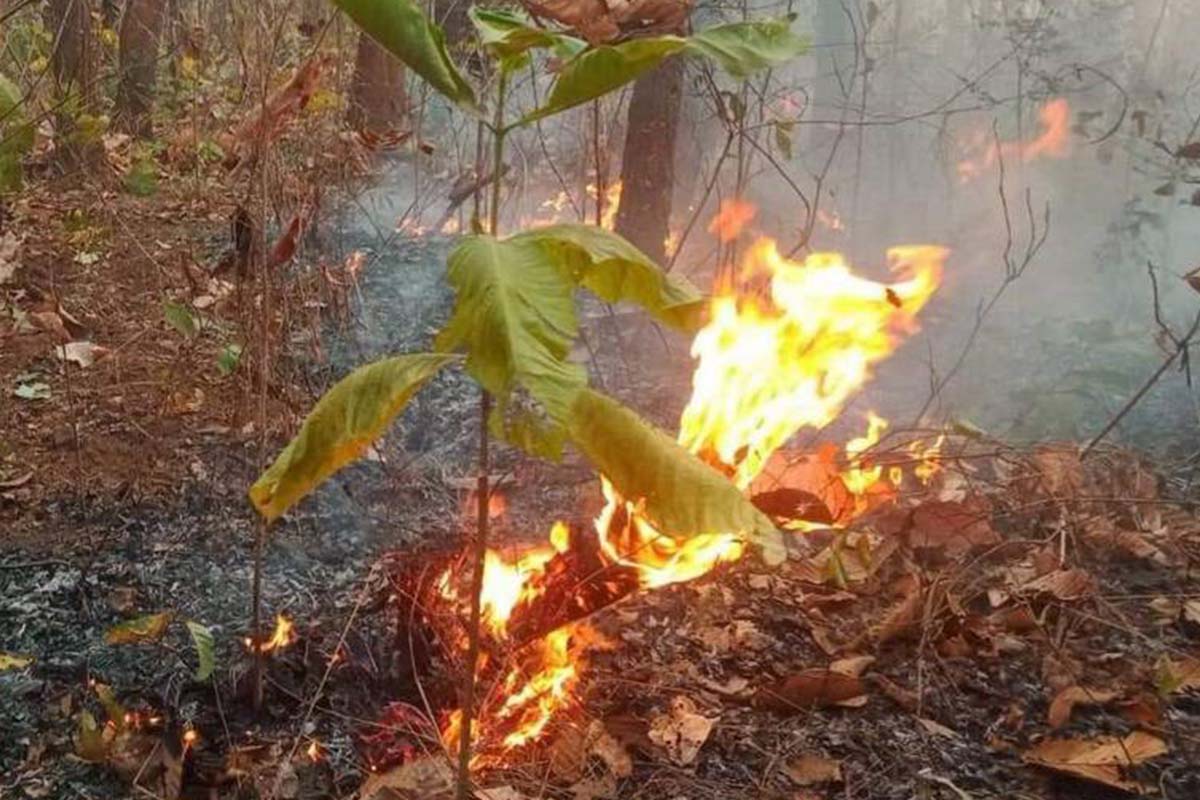 forest fire