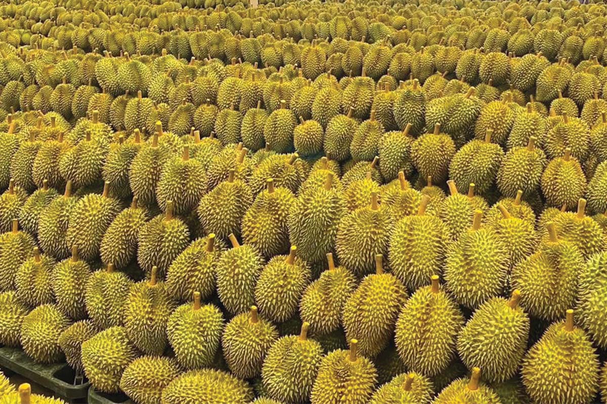 The future of durian