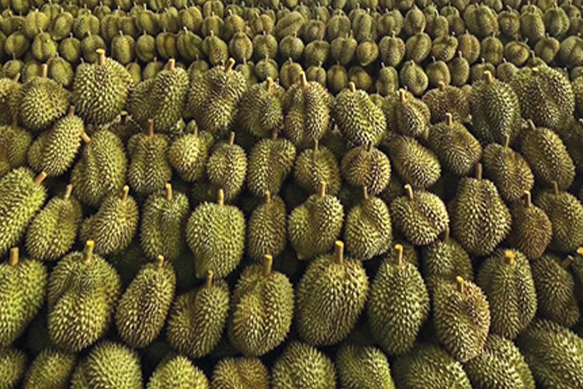 The future of durian