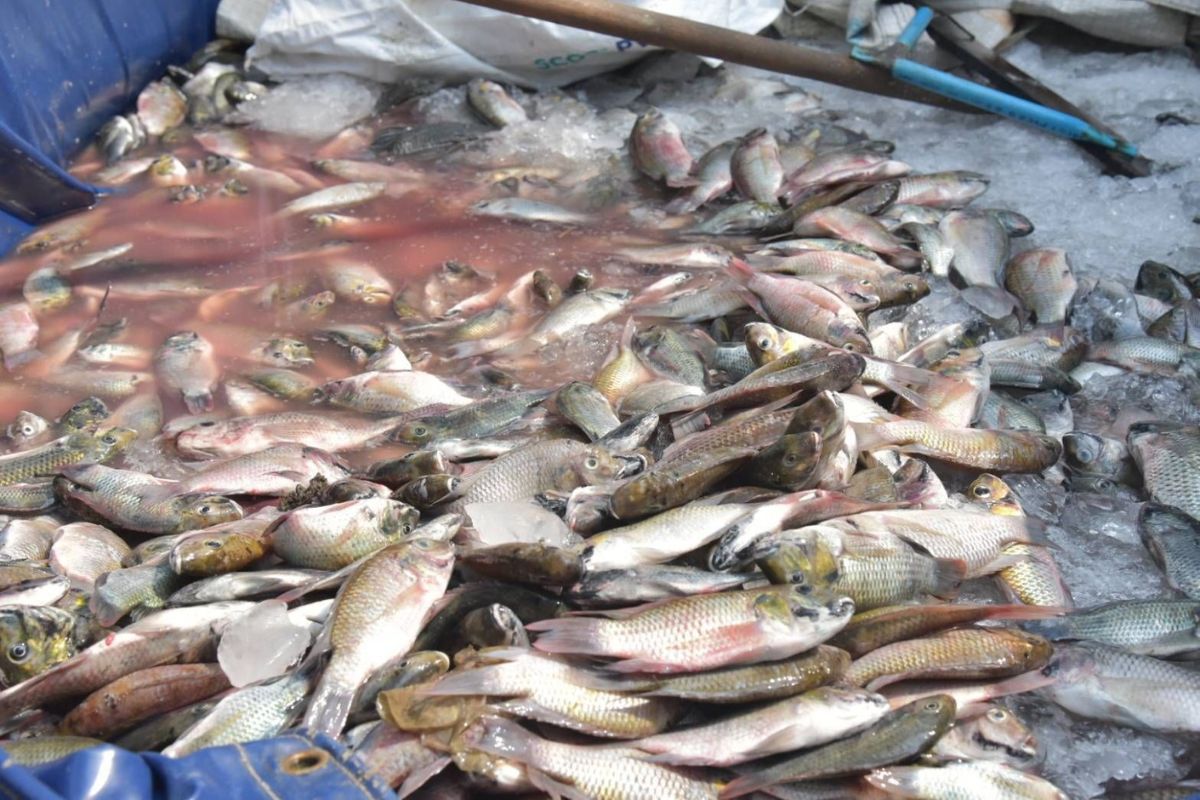 กระทรวงเกษตรฯ แจงความคืบหน้า 4 ข้อร้องเรียน ให้เร่งแก้ปัญหาปลาหมอคางดำ