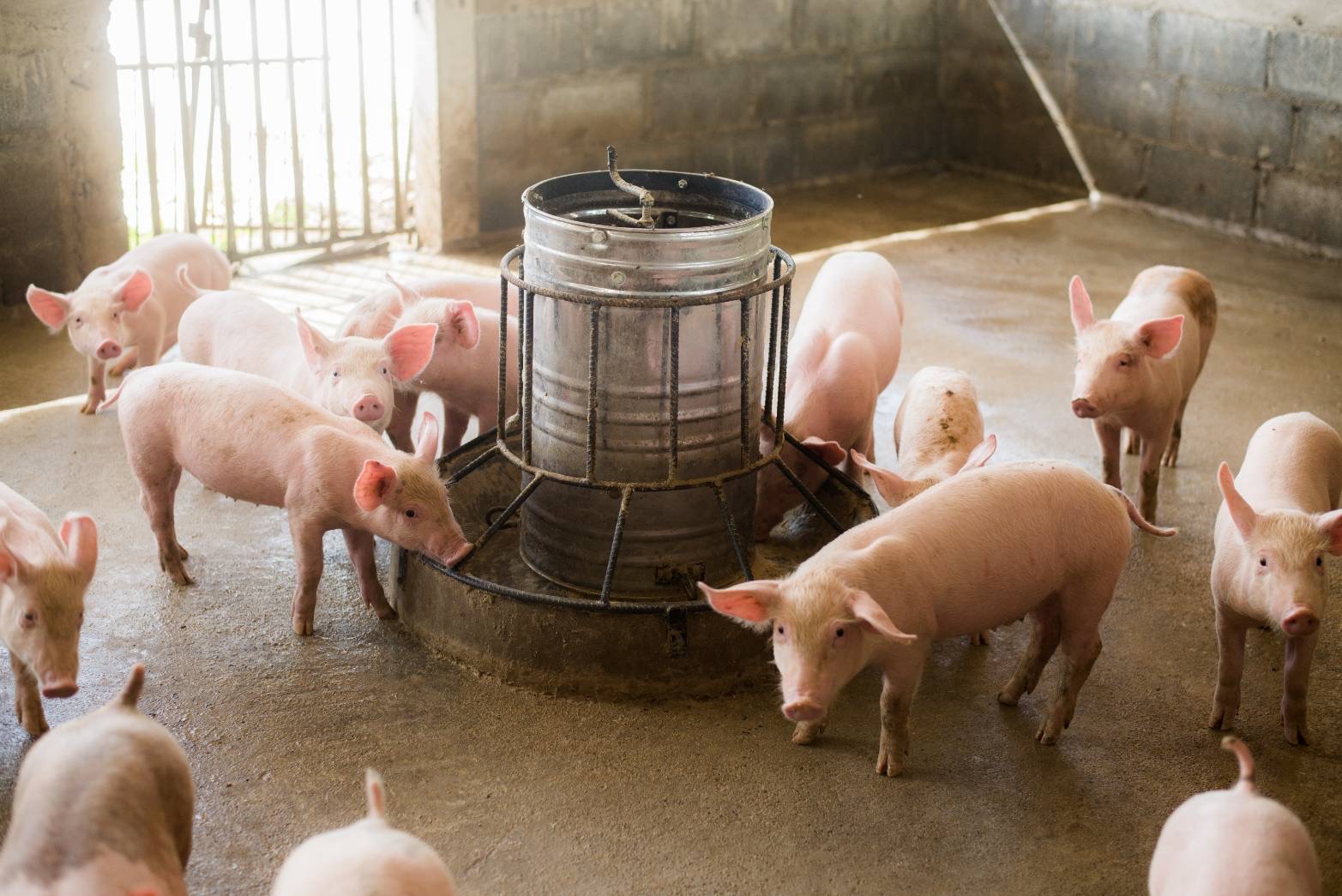 ผู้เลี้ยงหมู ค้านนำเข้าเนื้อหมูสหรัฐ เสี่ยงกระทบวงจรเลี้ยงหมูพังทั้งประเทศ