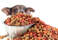 Pet Food Pet Humanization สัตว์เลี้ยง อาหารสัตว์เลี้ยง