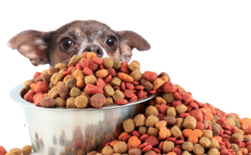 Pet Food Pet Humanization สัตว์เลี้ยง อาหารสัตว์เลี้ยง
