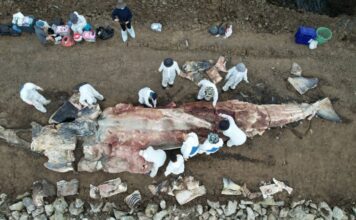 กรมทะเล เปิดผลชันสูตรซากวาฬบรูด้า​​ ​คาดสาเหตุจากถูกใบพัดเรือฟัน