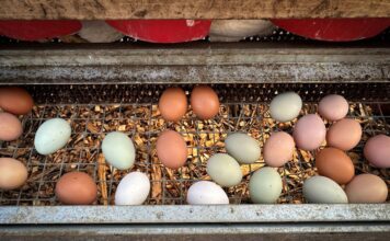 ไข่ไก่ ภาพโดย REUTERS/Stephanie Lecocq
