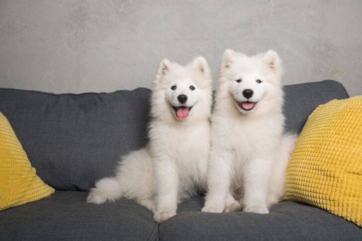 pettwin
