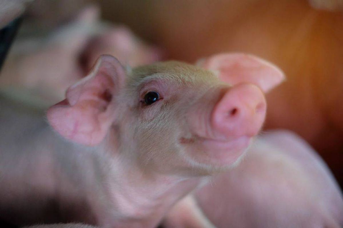 คนเลี้ยงหมูบุกทำเนียบ 8 เม.ย.นี้ ค้านนำเข้า-แก้เกมภาษีทรัมป์