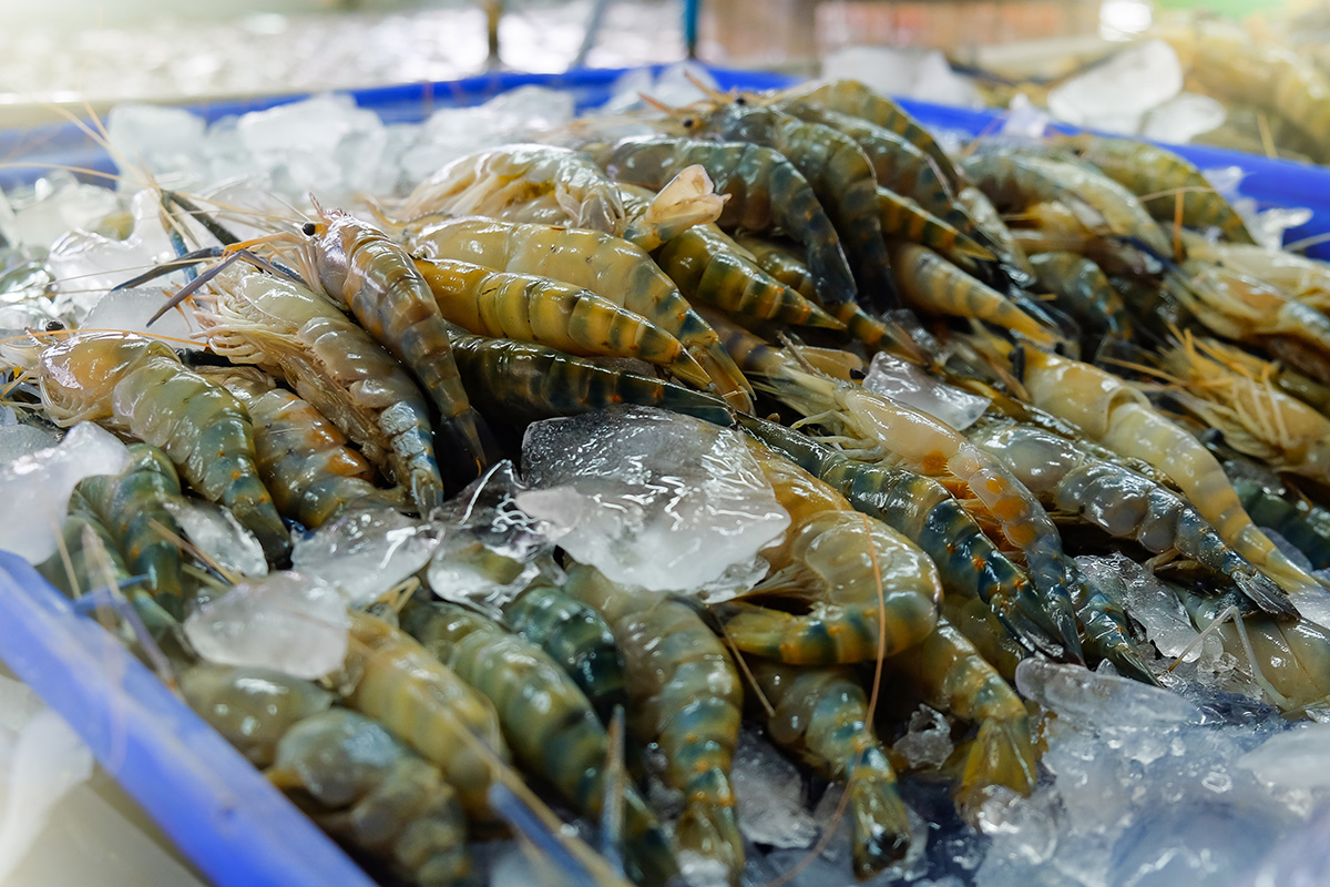 แนวโน้มส่งออกกุ้งไทย ท่ามกลางสงครามการค้า