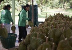 Thai durian