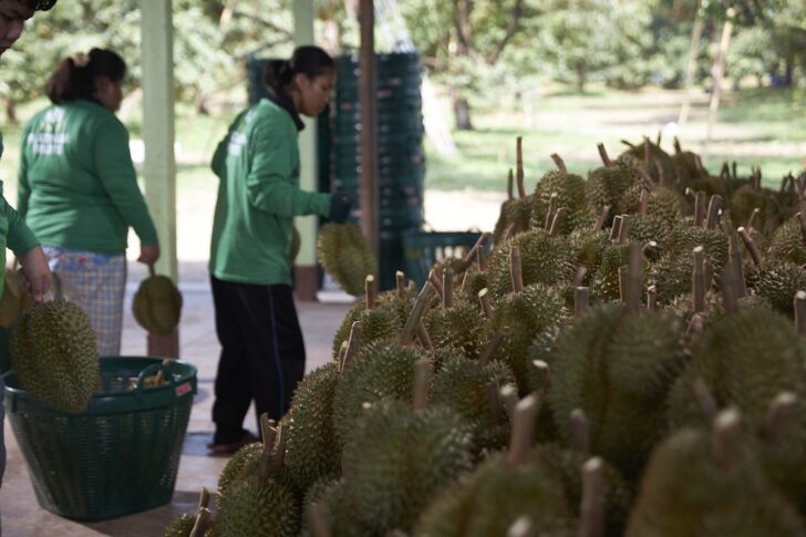 Thai durian Thai durian