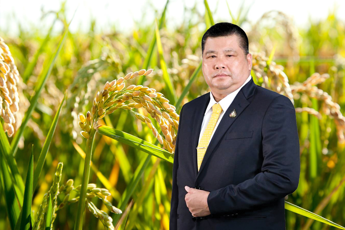 เผยโฉมพันธุ์ข้าวอายุสั้น ปลูก 100 วันผลผลิต 1,000 กก./ไร่
