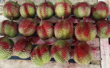 Eastern Durian
