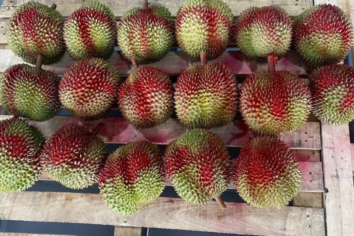 Eastern Durian Eastern Durian