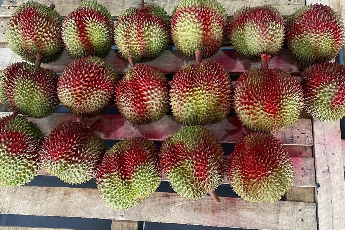 Eastern Durian