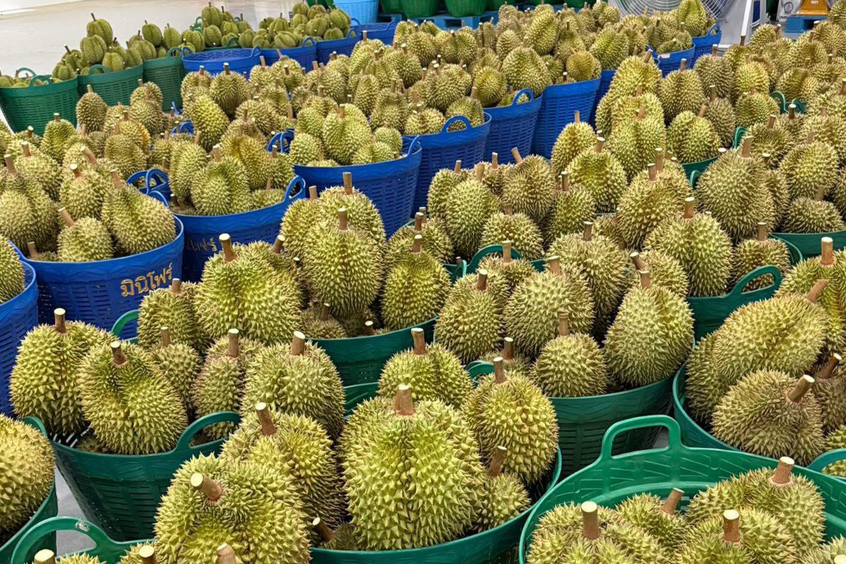 Eastern Durian