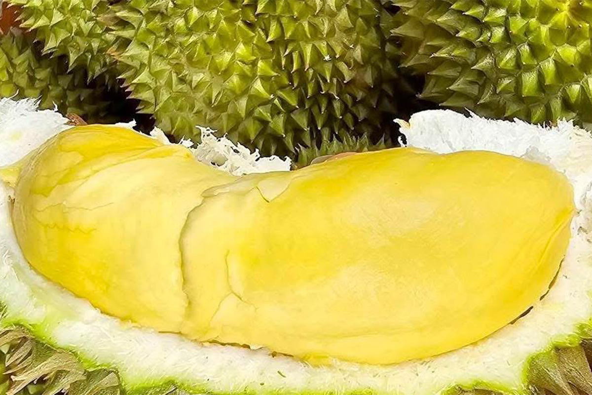 Eastern Durian