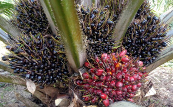 oil palm