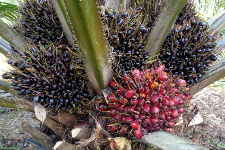 oil palm oil palm