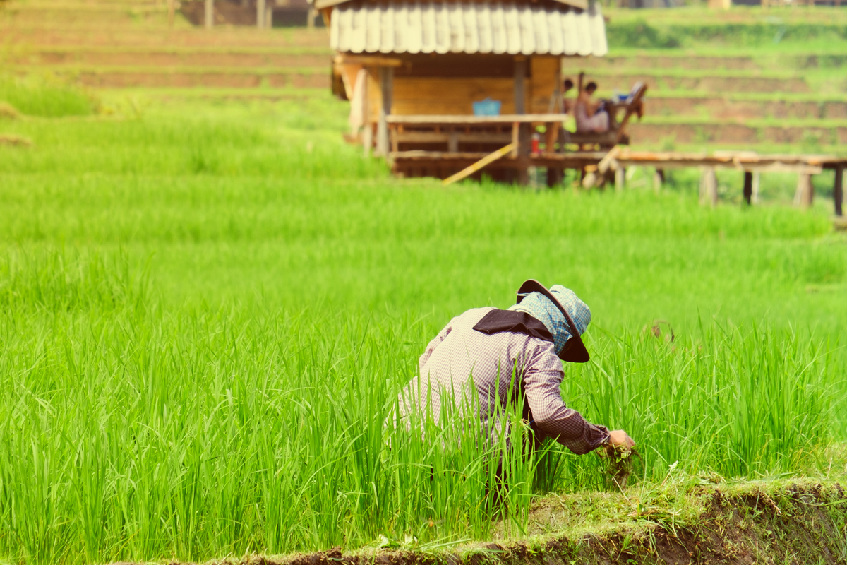 สศก.ดัน GDP เกษตรไทยโตเฉลี่ย 3% หนุนพืชเศรษฐกิจสำคัญ-จับตาทรัมป์ 2.0
