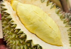 ทุเรียน durian