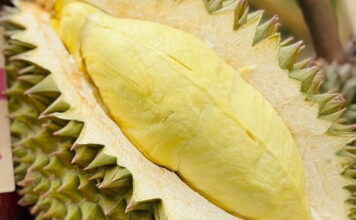 ทุเรียน durian
