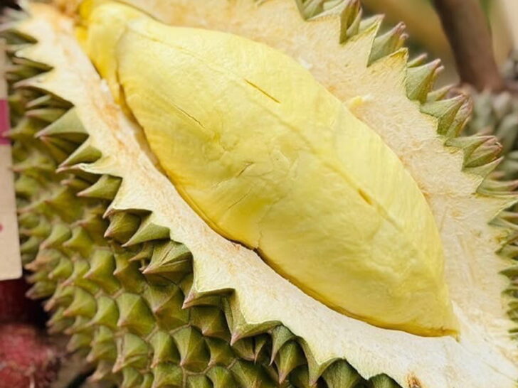 Durian thai-10-3-Durian ทุเรียน durian