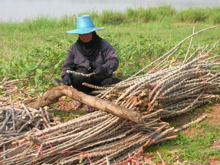 มันสำปะหลัง