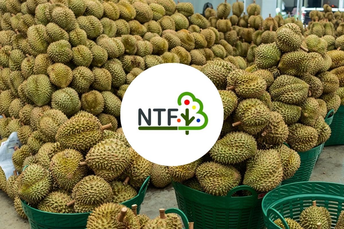NTFG บริษัทส่งออกผลไม้ ยื่นไอพีโอเข้าตลาดหุ้น