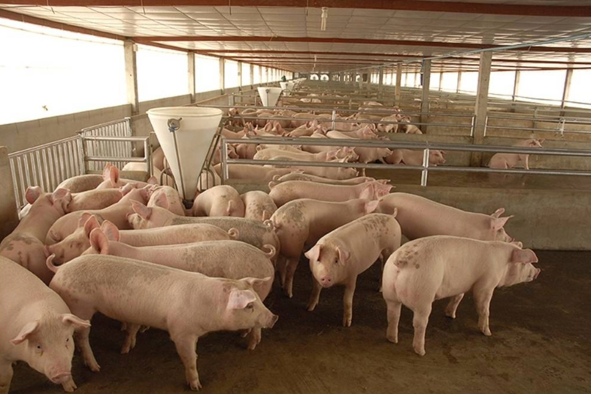 ผู้เลี้ยงหมู ค้านนำเข้าเนื้อหมูที่มีสารเร่งเนื้อแดง ย้ำต้องเร่งหารือทุกฝ่าย