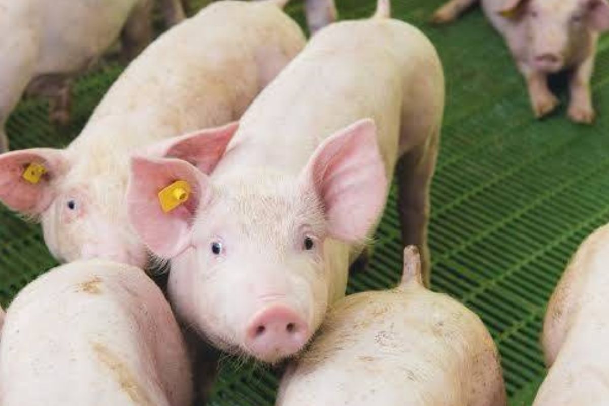 ผู้เลี้ยงหมู พอใจ รัฐบาลมีมติไม่นำเข้าเนื้อหมู-เครื่องในจากสหรัฐ