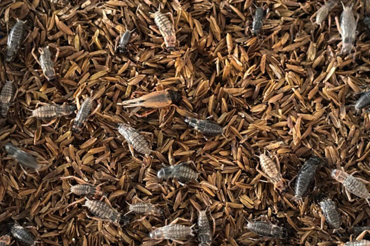 cricket