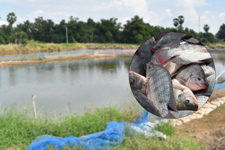 fish