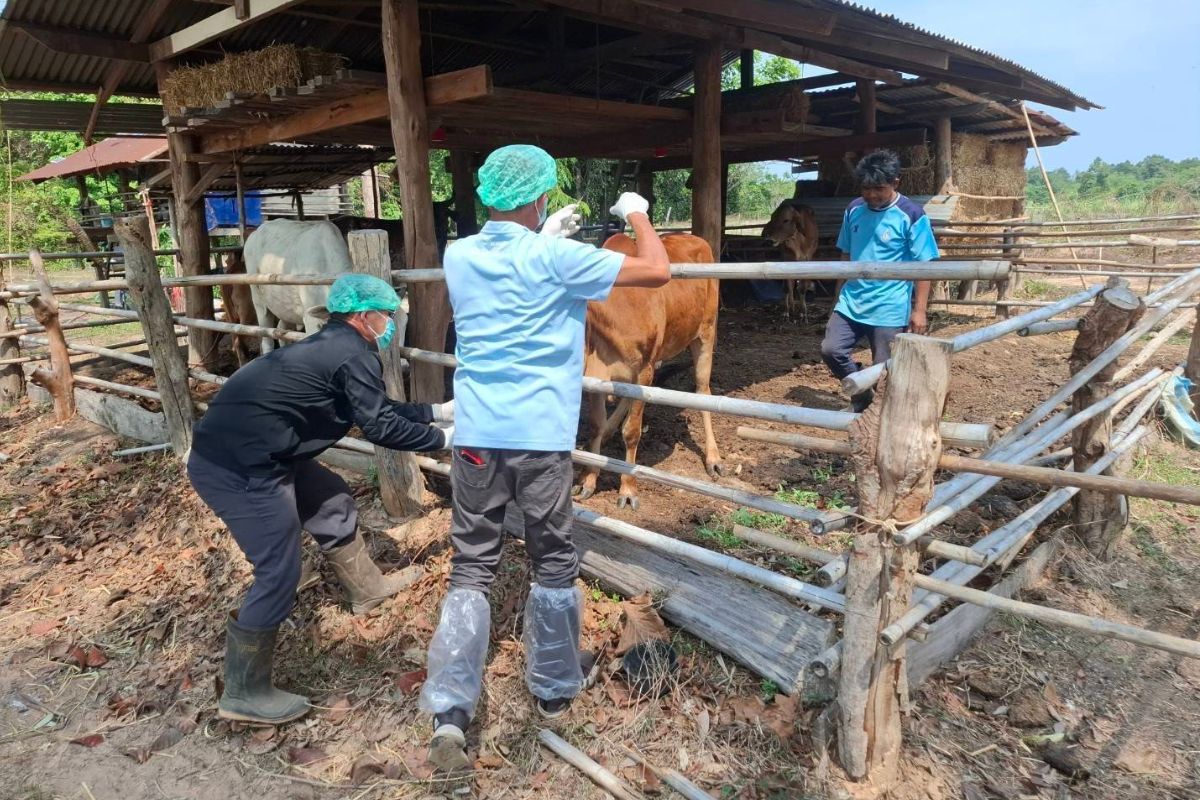 กรมปศุสัตว์ เตือนเกษตรระวัง ‘โรคแอนแทรกซ์’ หลังพบผู้ป่วยรายแรกที่มุกดาหาร