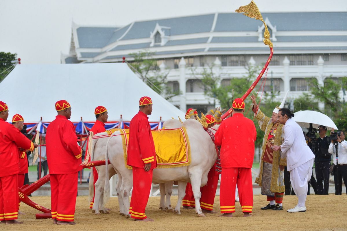 ซ้อมใหญ่ “พระราชพิธีพืชมงคล” ที่มณฑลพิธีท้องสนามหลวง