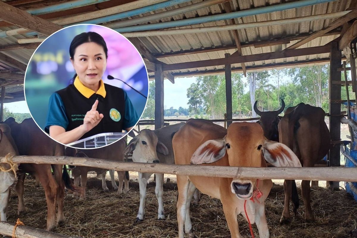 นฤมล สั่งกรมปศุสัตว์ เข้มเฝ้าระวังโรคแอนแทรกซ์ ป้องกันแพร่ระบาด