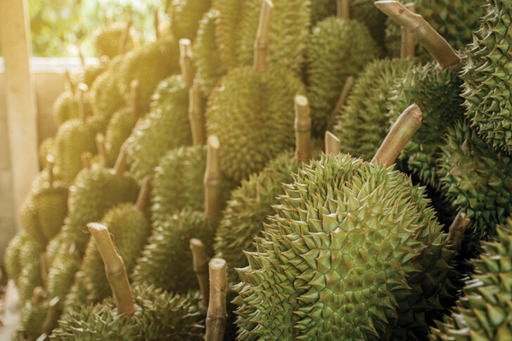 durian