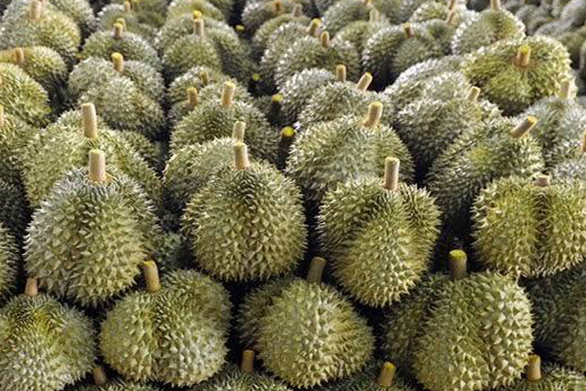 ยื่น 9 ข้อ ‘นายกอิ๊งค์’ แก้ทุเรียน ตลาดป่วนเขมรขอใบรับรอง