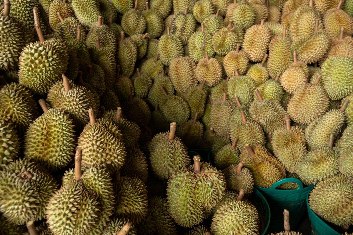 นภินทร เผยนายกฯ​ สั่งกระทรวงเกษตรฯ ตรวจปมทุเรียนเวียดนามสวมสิทธิไทยส่งจีน