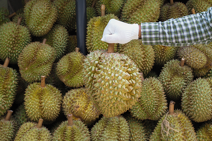 จีนไม่ผ่อนปรนตรวจสารย้อมสี ล้งทุเรียนตะวันออกหดเหลือ 300 ราย