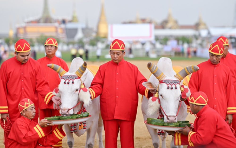 พระราชพิธีพืชมงคลจรดพระนังคัลแรกนาขวัญ 10 ปีย้อนหลัง พระโคกินอะไรบ้าง