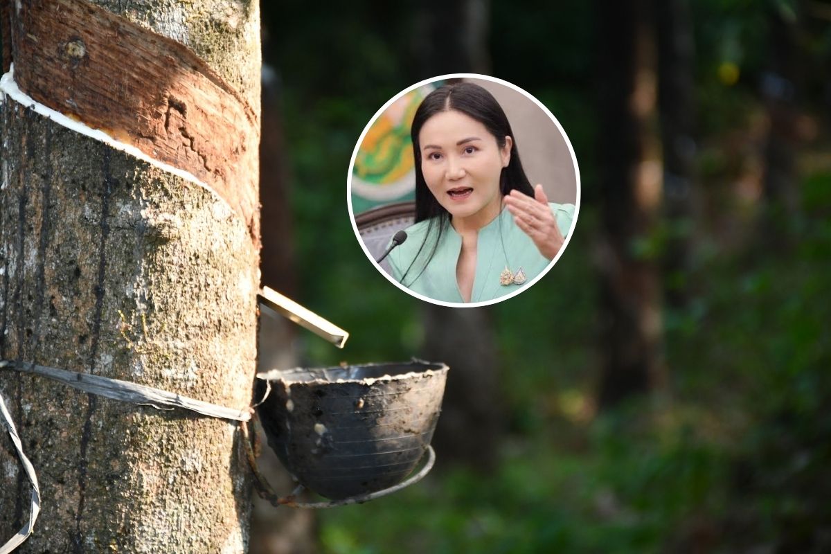 ‘นฤมล’ สั่งระงับน้ำยางข้นนำเข้าจาก ตปท.-สมาพันธ์สวนยางชมทำงานรวดเร็ว