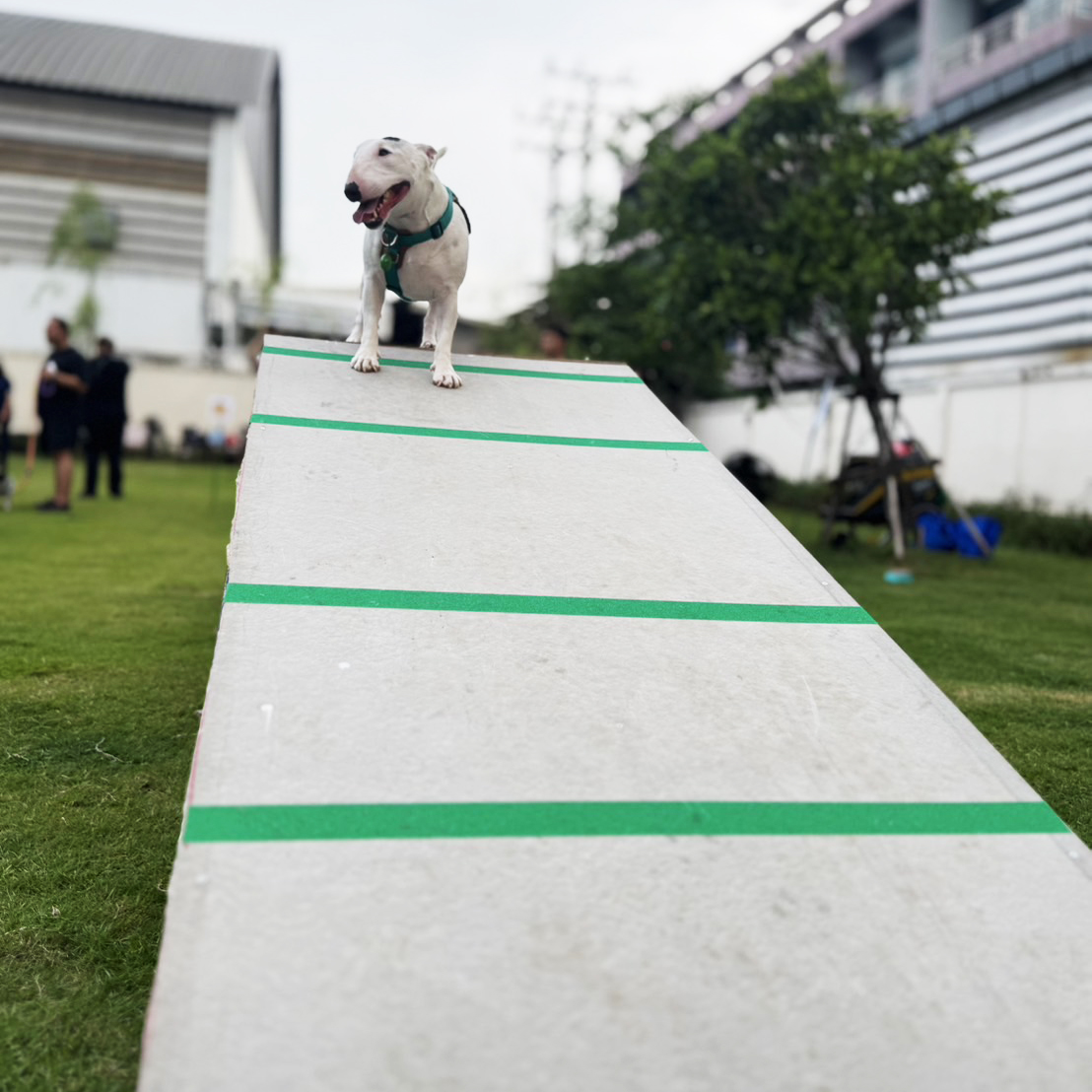 Dogvengers ปลุกพลังตลาดสัตว์เลี้ยง รับ “Dog Show 2025” ปลาย มิ.ย. นี้
