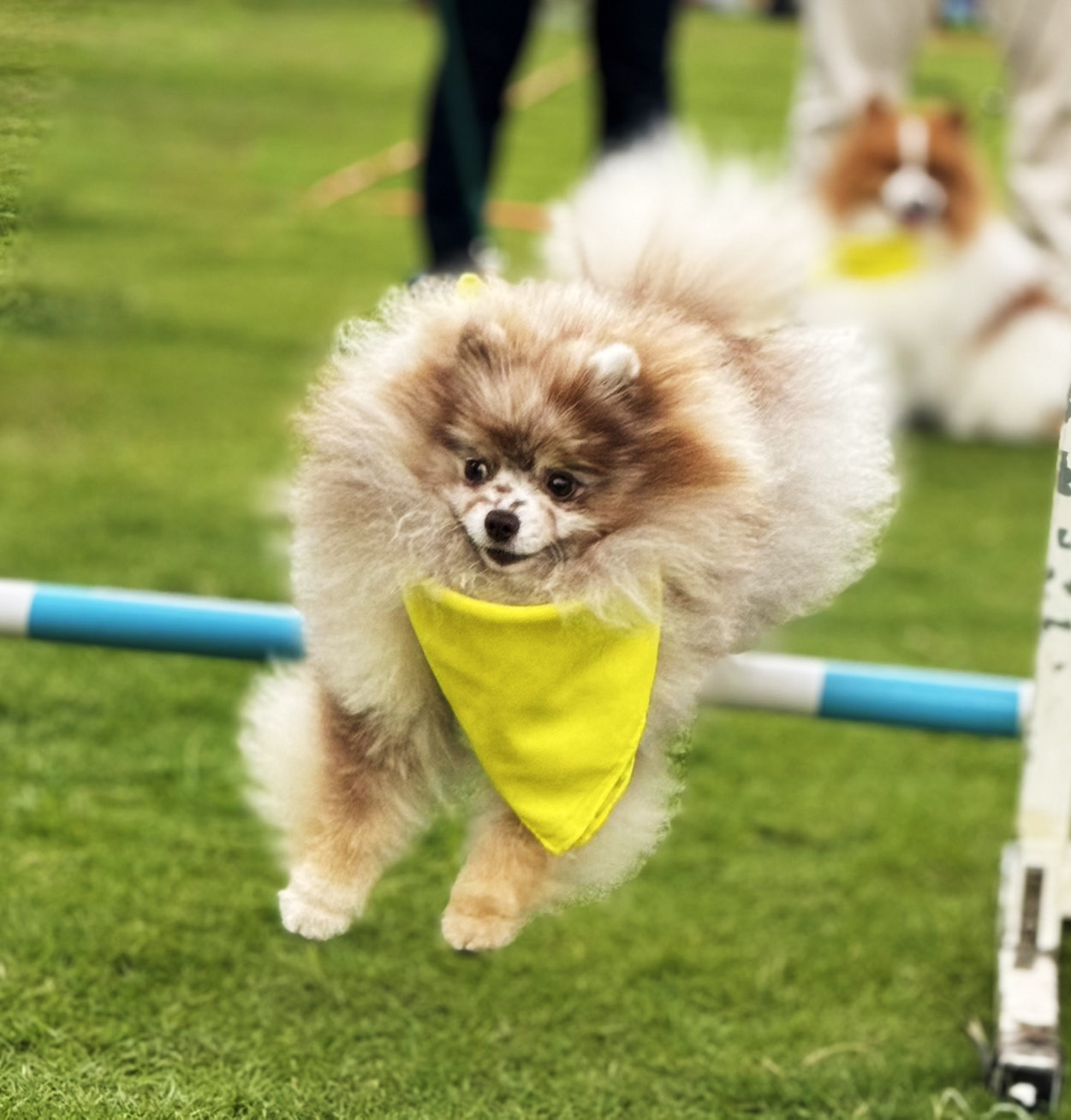 Dogvengers ปลุกพลังตลาดสัตว์เลี้ยง รับ “Dog Show 2025” ปลาย มิ.ย. นี้