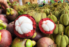 durian-mangosteen