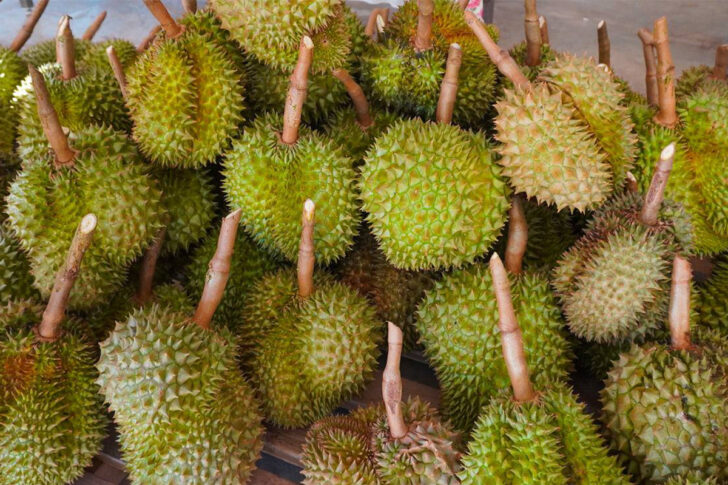 Smuggling durian Smuggling durian