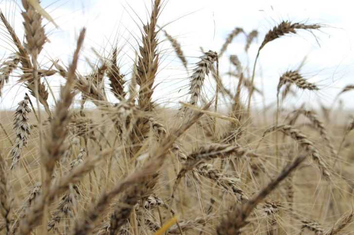 Wheat Crop ข้าวสาลี ภาพโดย REUTERS/Jonathan Barrett